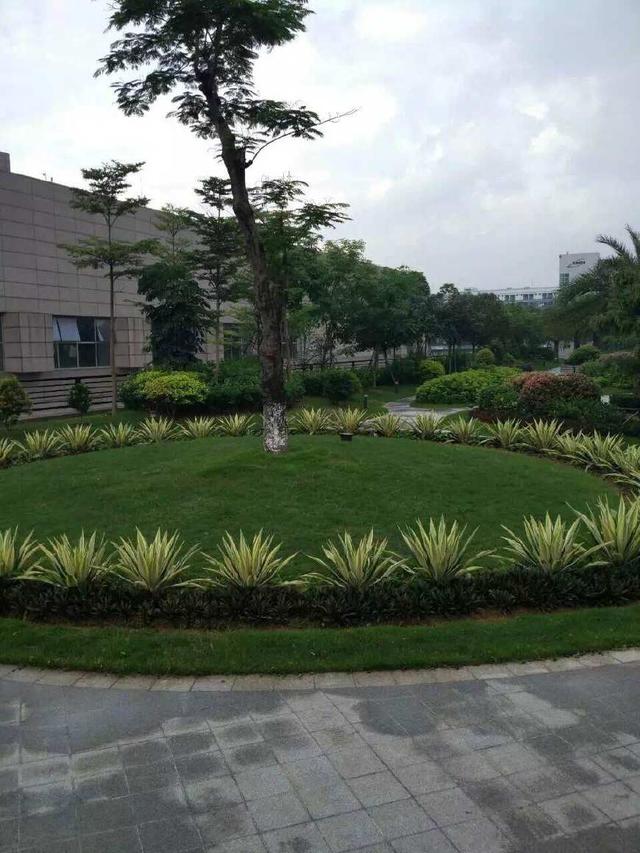 雷竞技绿化工程-龙岗国宝造币厂绿化养护项目